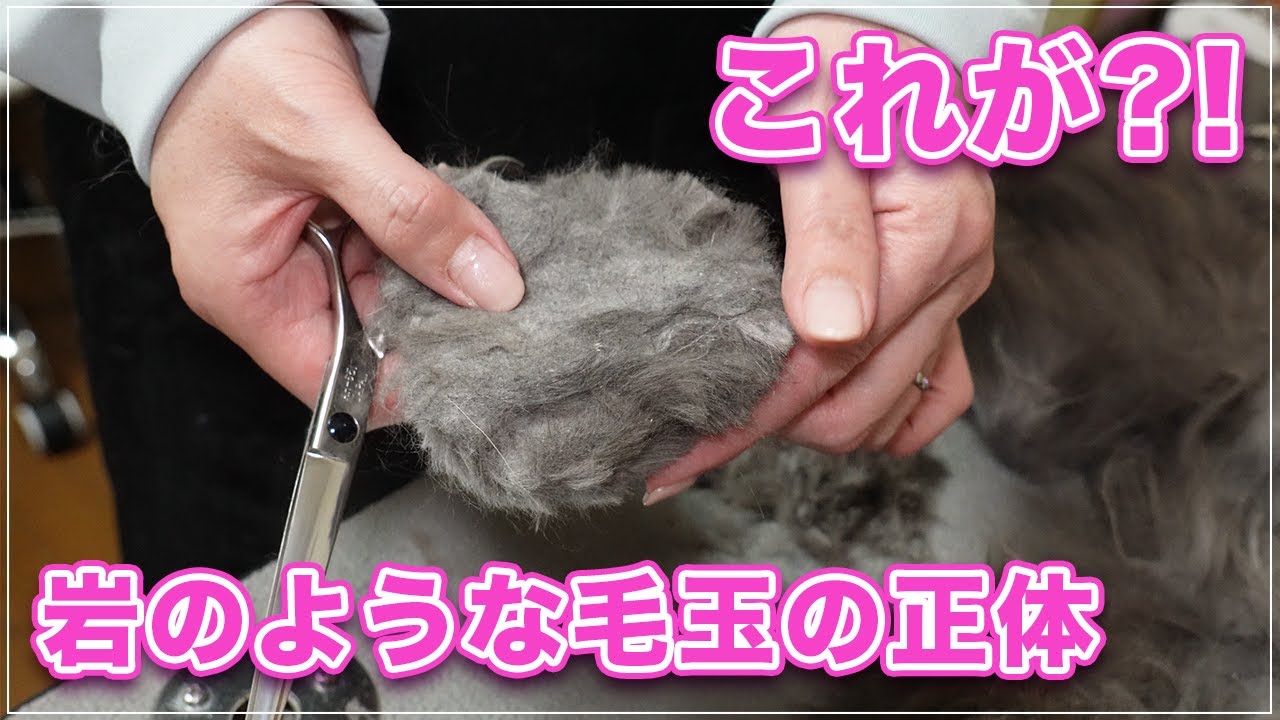 【キリちゃん】岩のような毛玉に覆われてしまった猫、ライオンちゃんカットにしてその毛玉の正体を暴いてみた【ノルウェージャンFC】