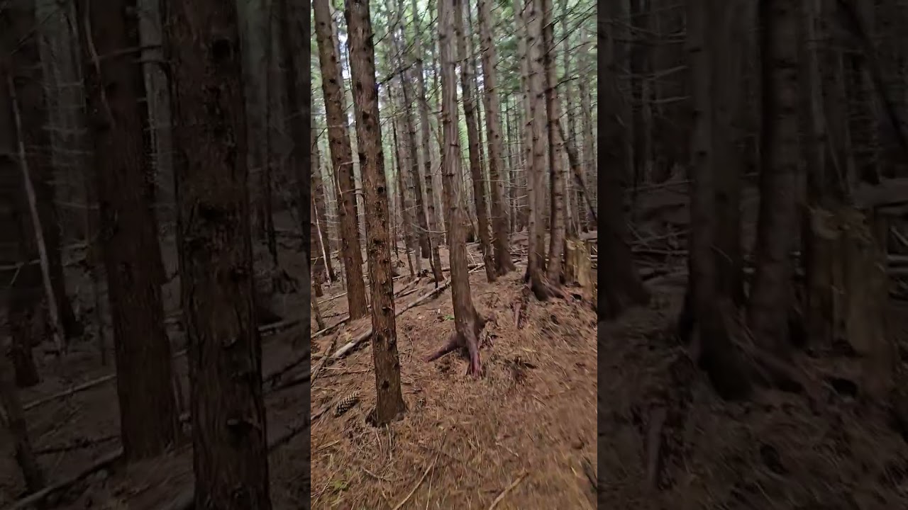 Hiking through BC's Sea to Sky trail (ASMR)
