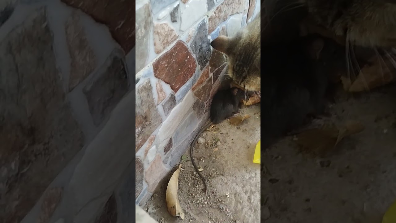 jugar con la comida