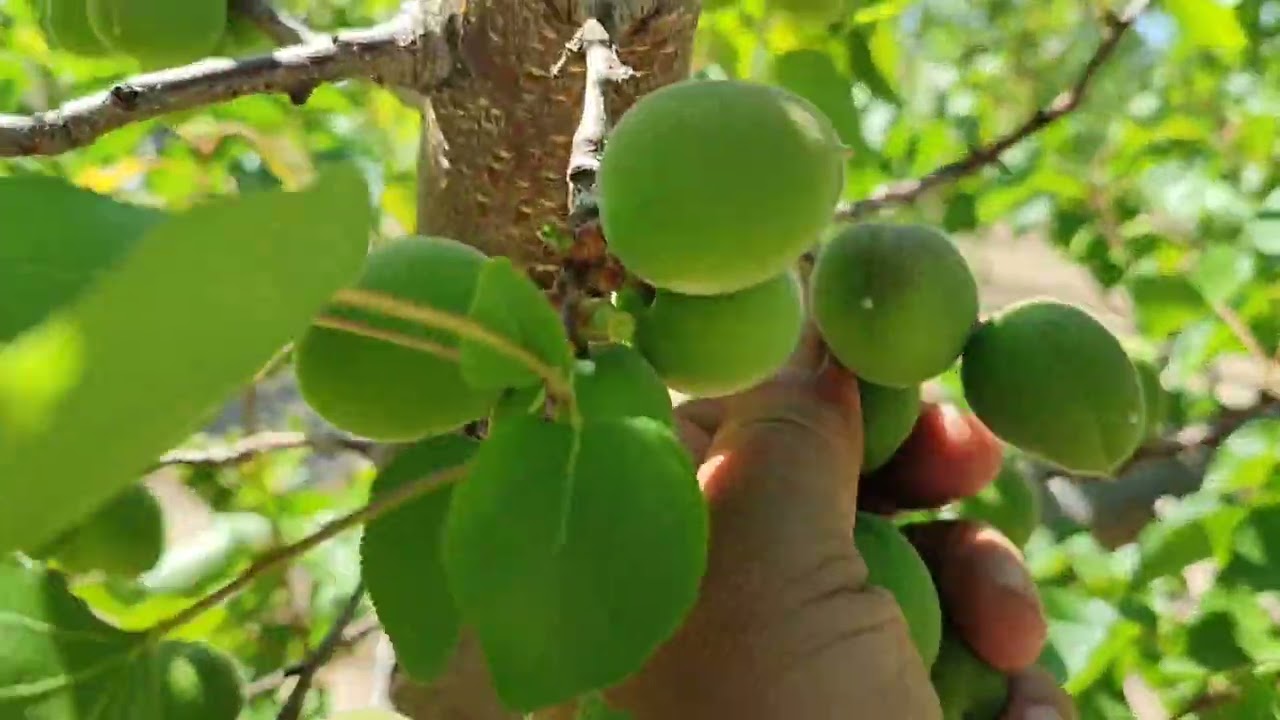 Aclareo o raleo de albaricoque variedad Lady-Cot