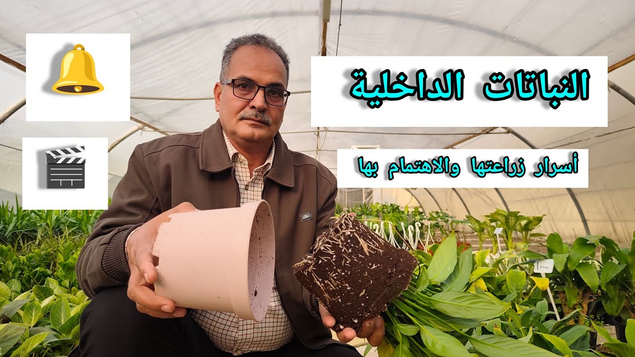 أسرار العناية بالنباتات الداخلية الضوء والتربة  و السقي وحجم السنادين والتسميد ونوع النبات سر النجاح