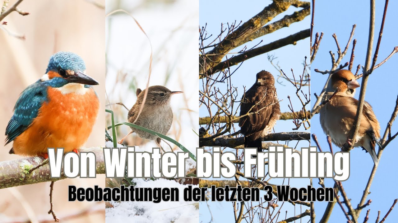 Beobachtungen der letzten 3 Wochen mit Zaunkönig, Eisvogel, Kernbeißer & Co🥰