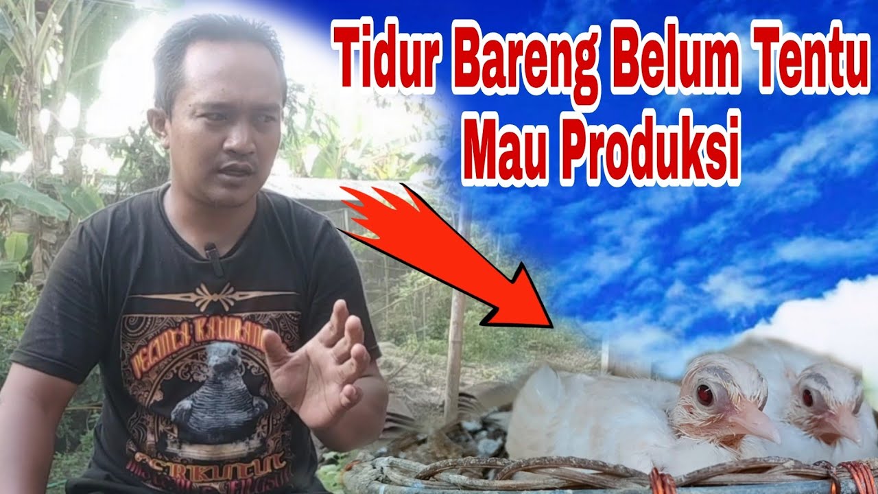 Cara Mengatasi Perkutut Sudah Berjodoh Tapi Susah Produksi