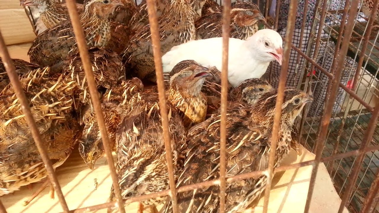 Quail Bird Price | Cheap Price Quail Bird