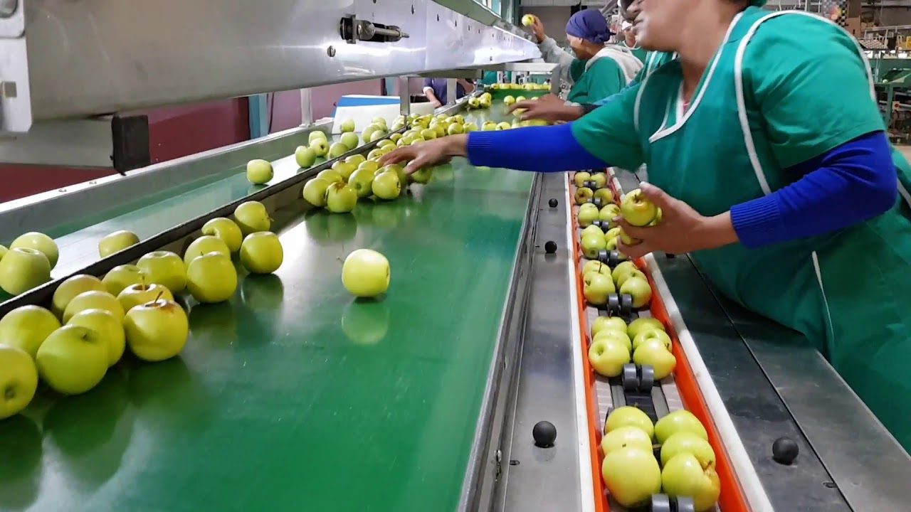 Flowpack Systems   Redpack apple flow wrap machine off sorting line