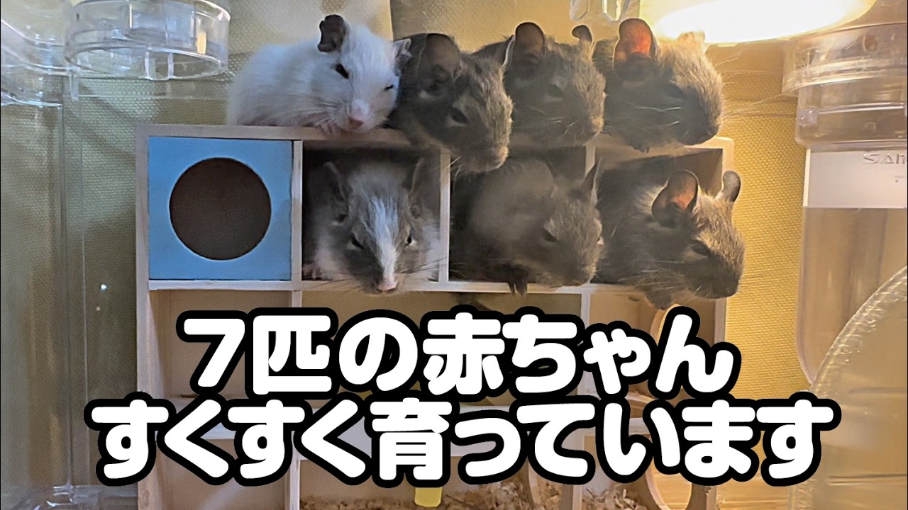 バイオレットのお父さんとパイドのお母さんから、7匹の赤ちゃん（ホワイト、パイド、アグーチ）が生まれましたので、子育ての日常を動画にしてみました。