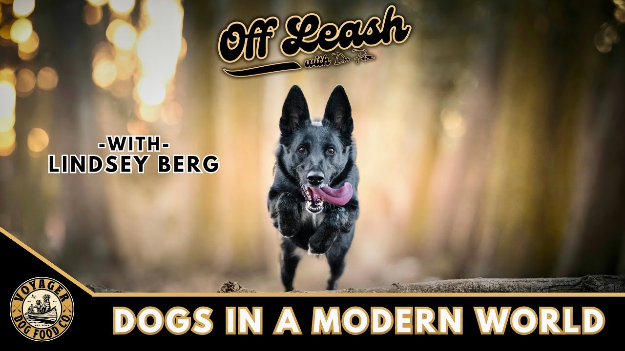Lindsey Berg; Dogs In a Modern World