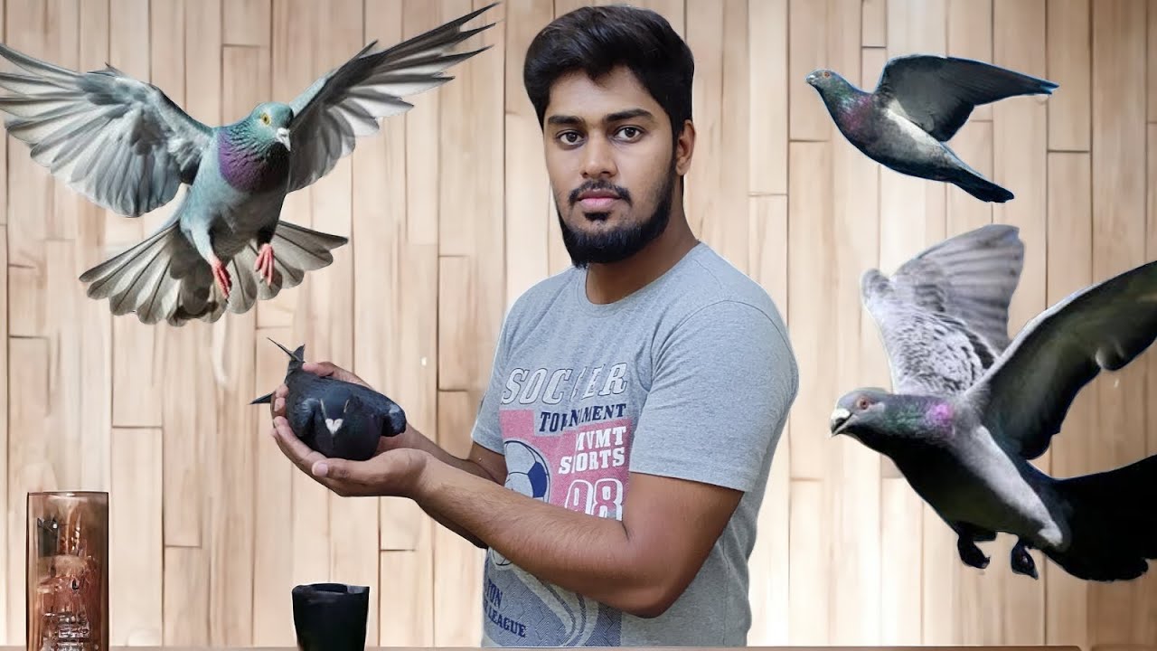 Racing Homer pigeon available in Bangalore at lowest price ,racing tournament pigeon