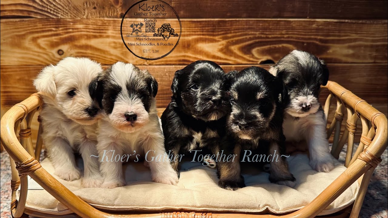 Mini Schnauzers Playing! 🐾♥️