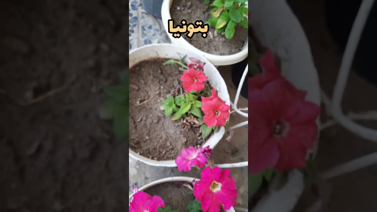 اسماء لانواع النباتات التي تزرع الان في الحديقة المنزلية 