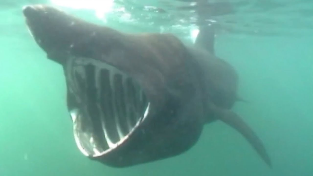 7 Amazing Shark Encounters From the Deep Ocean to the Surface
