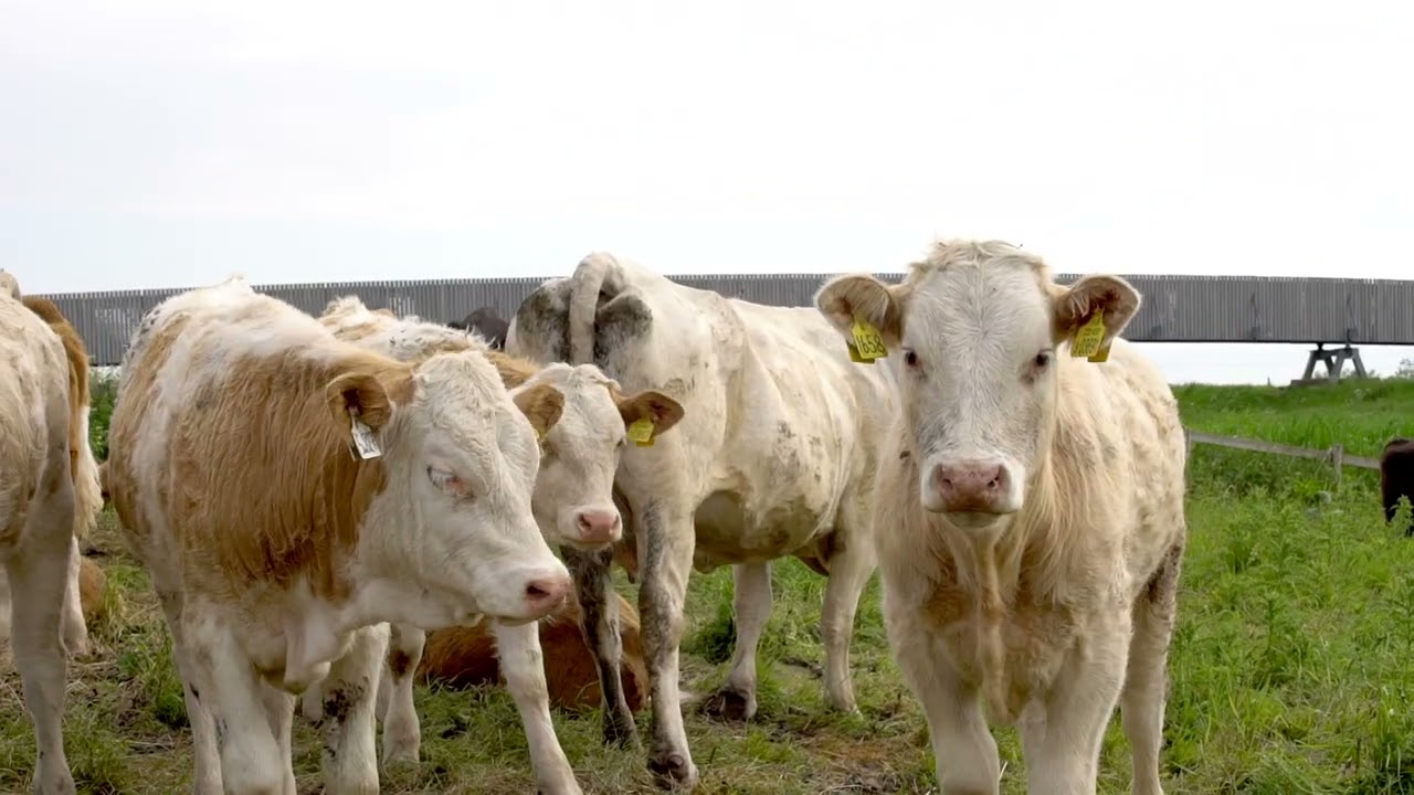 Visit West Norfolk This Year