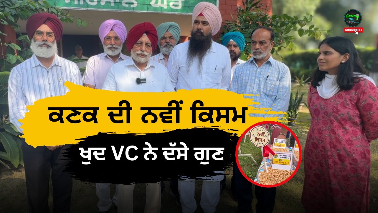 Best Wheat variety 2025: Wheat ਦੀ High Yield Variety Launch #Bestwheat #farming #seeds