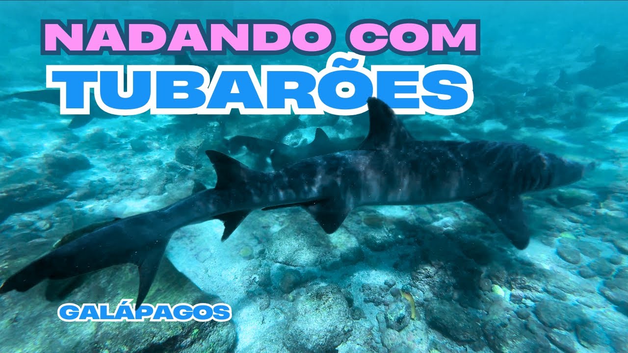 E:229 Nossa aventura INCRÍVEL nas ilhas Galápagos