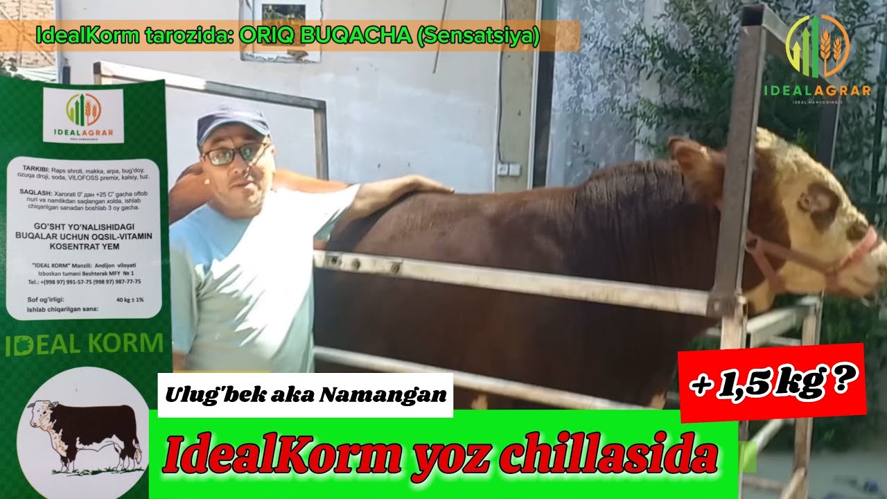 IdealKorm bilan boqilayotgan buqalar yoz chillasida... #idealagrar #chorva #ozuqa #simmental