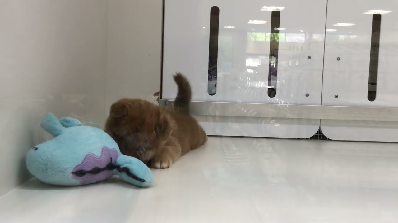 柴犬　No.38188   ペットショッププチマリア
