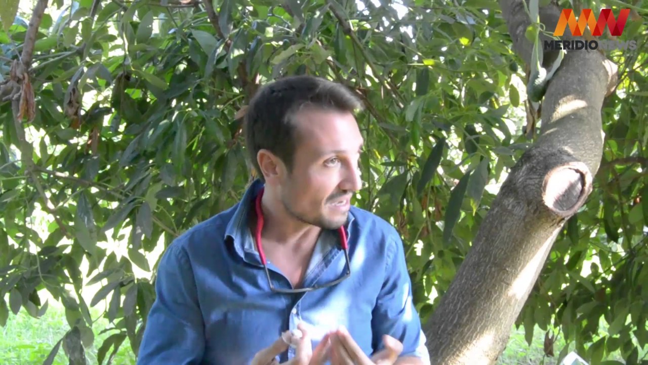 Una coltivazione di avocado alle pendici dell'Etna