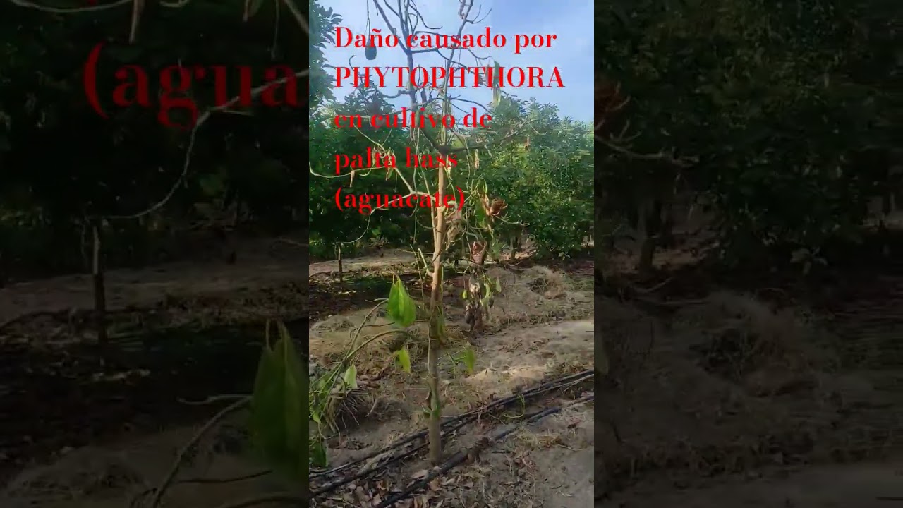 Phytophthora - hongo que provoca la muerte regresiva en la planta 🥑📝