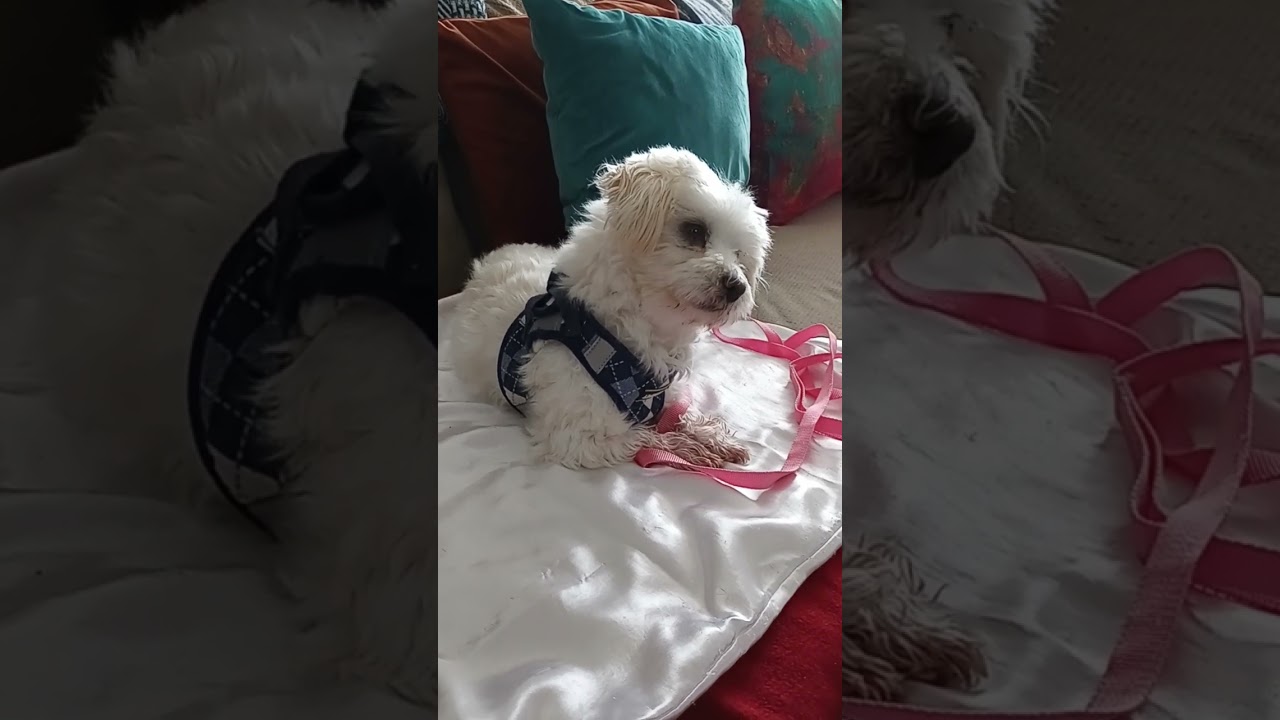 #Maltese howling