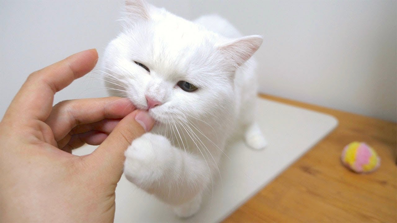新しい子が来てもマイペースなもふ猫の平和すぎる日常！