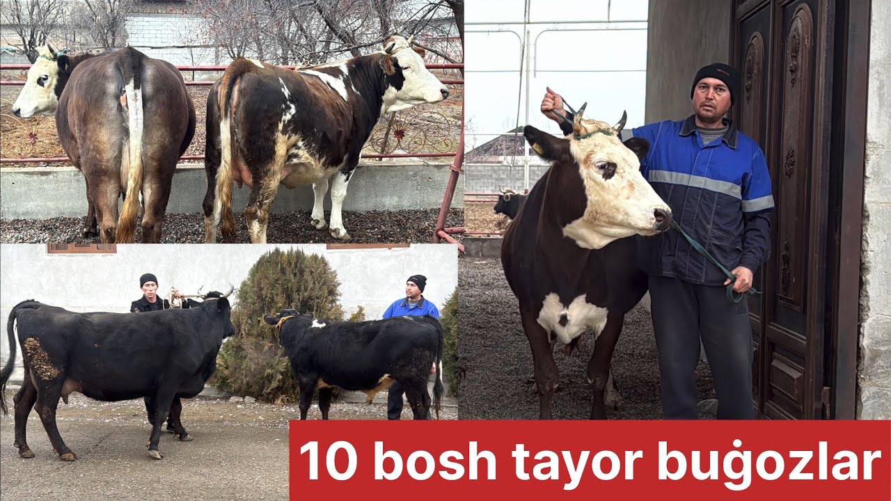 Shved buġozlar va ona bola sõraganlarga kech qolmang 