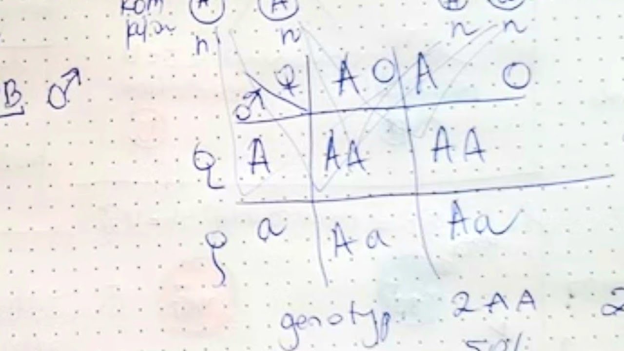 I PRAWO MENDLA -o co chodzi?? allele,geny,prawo czystości gamet