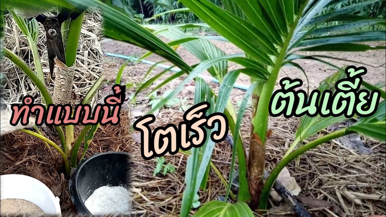 วิธีทำให้มะพร้าวโตไวแต่เตี้ย