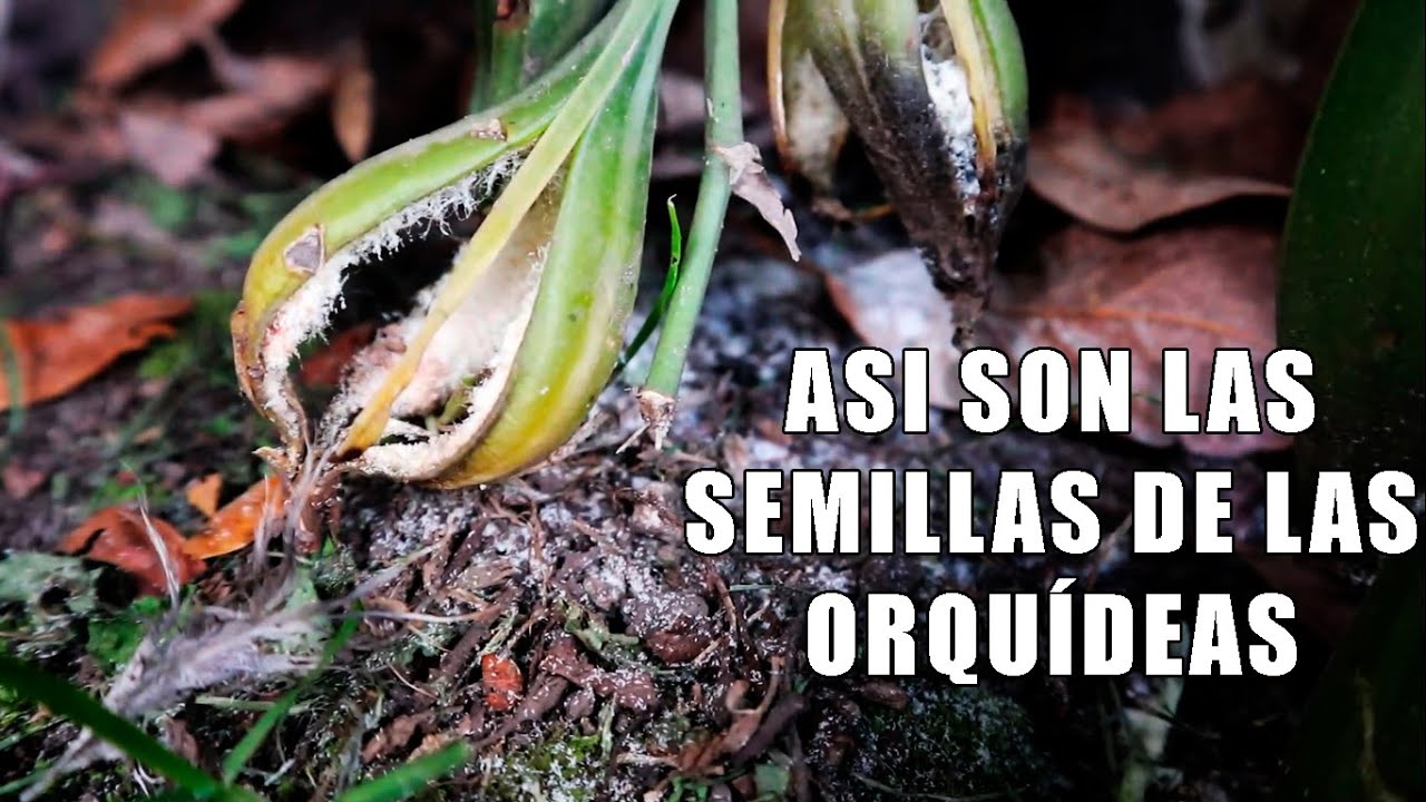 !ASI SON las SEMILLAS de Orquídeas¡ NO LAS COMPRES EN INTERNET || Orquiplanet
