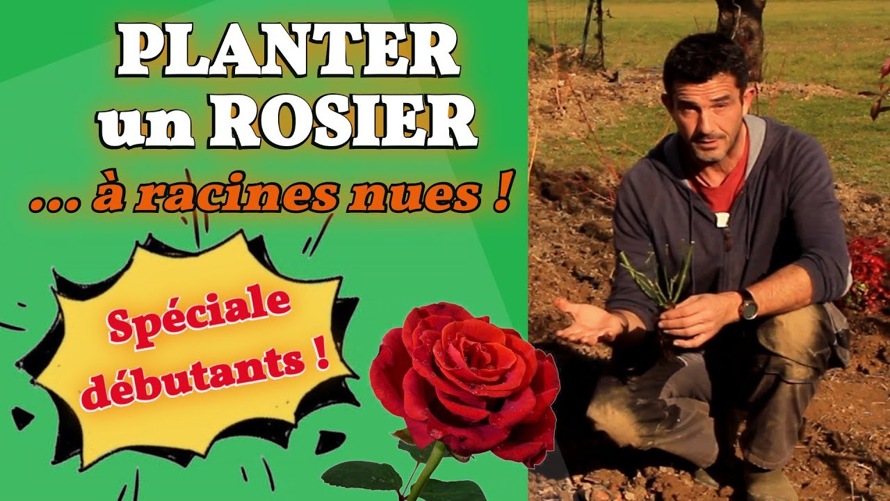 Comment planter un rosier à racines nues ? [Tuto spécial débutants]