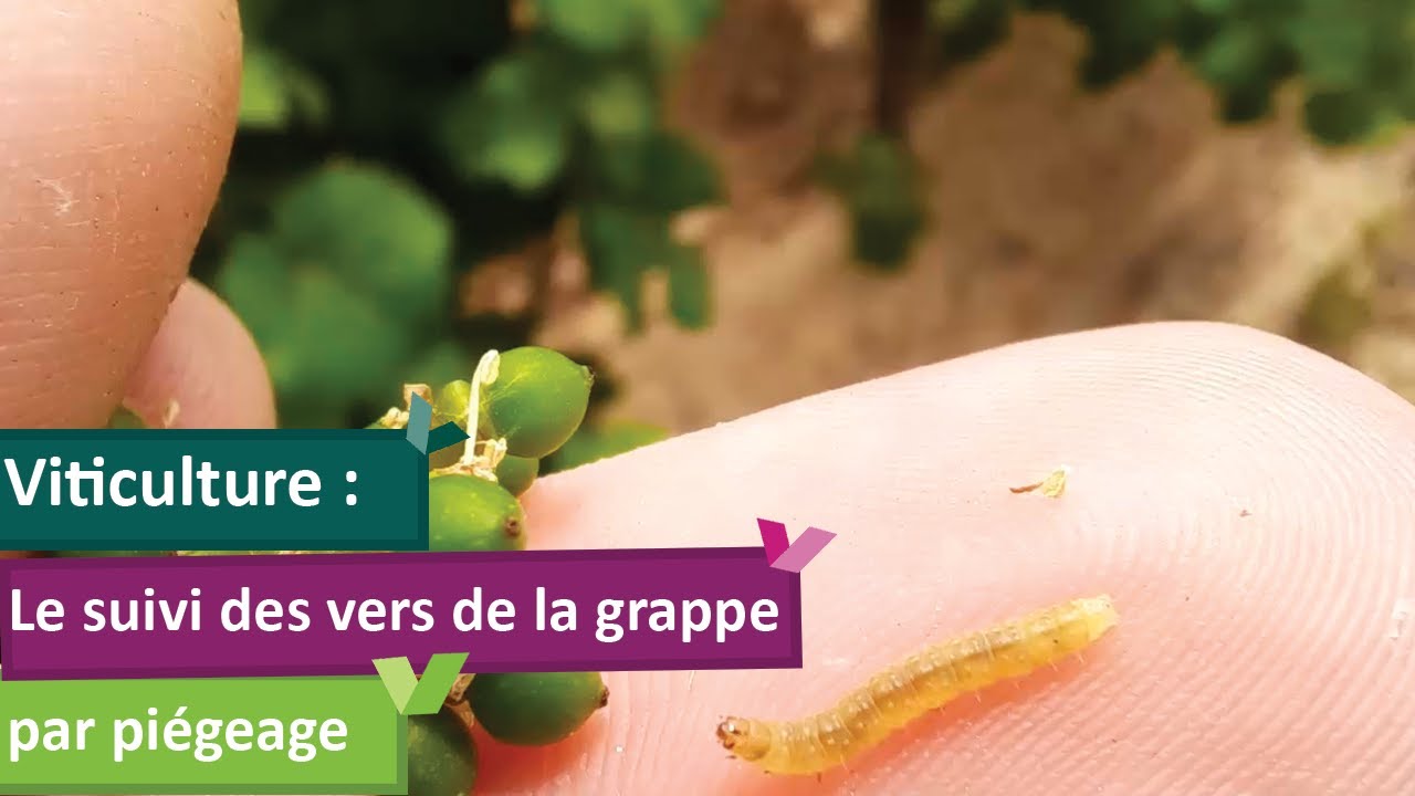Vers de la grappe : piégeages et observations