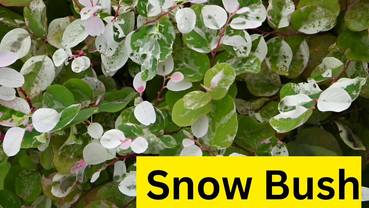 Amazing Health Secrets of Snow Bush Tea