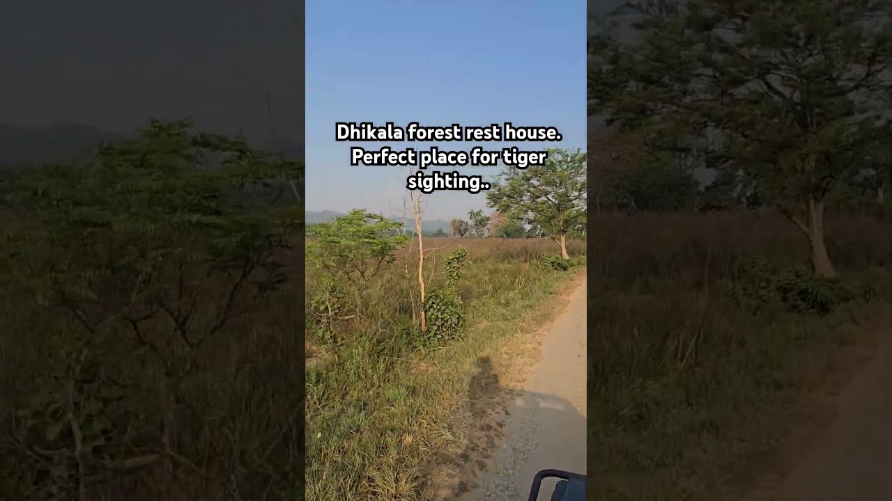 #dhikala #forest #resthouse #jimcorbettnationalpark #tiger #grassland #trending #shorts