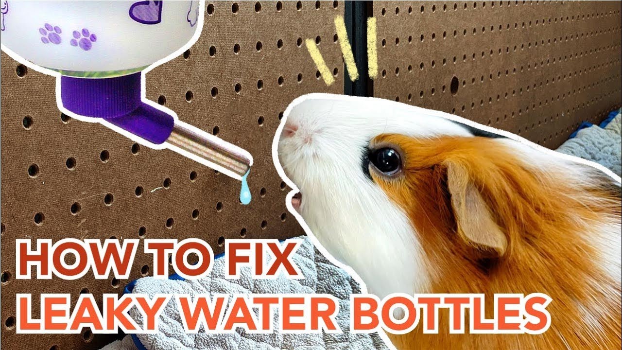How to Maintain and Prevent Leaks in Guinea Pig Water Bottles | GuineaDad