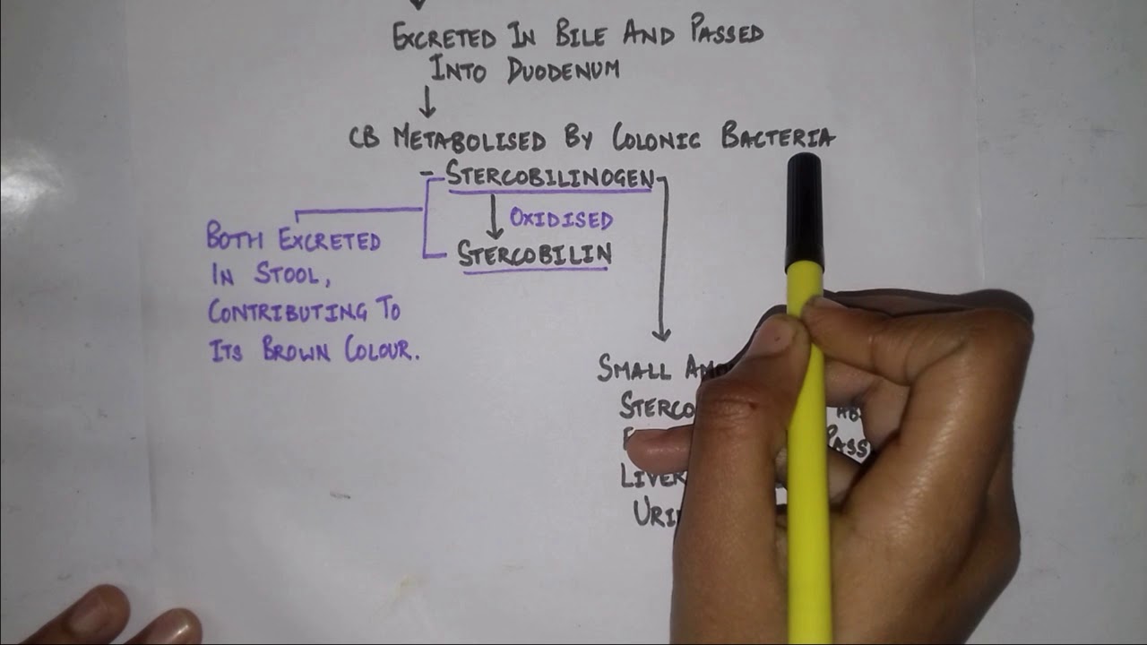 Bilirubin metabolism in less than 2 minutes