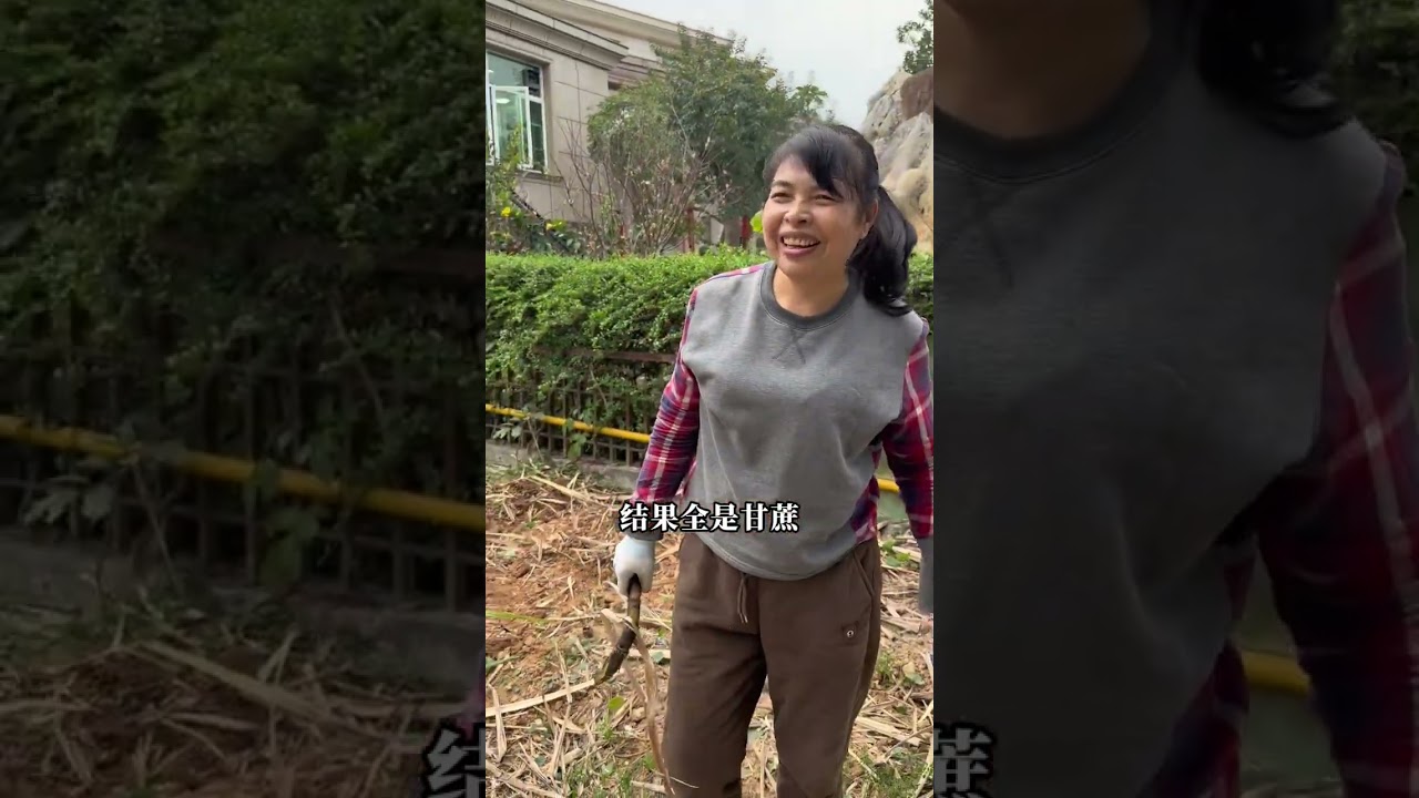 贺祥小杰过完年从潮汕回到家，准备和公公婆婆一起把买回来的果树在院子里种上，婆婆最爱吃的甘蔗都被铲除了，大家从天亮干到天黑，终于种好了七颗果树，期待…