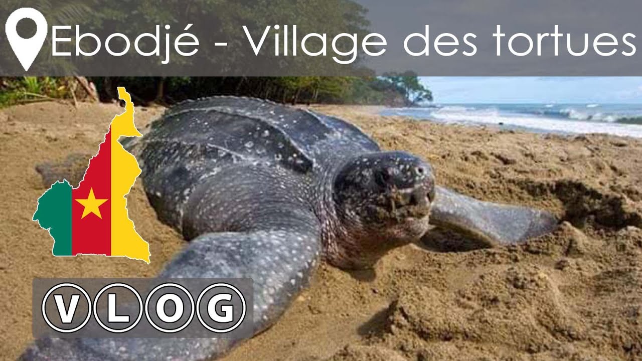 VLOG voyage au Cameroun - Tourisme à Kribi - Ebodjé le village des tortues