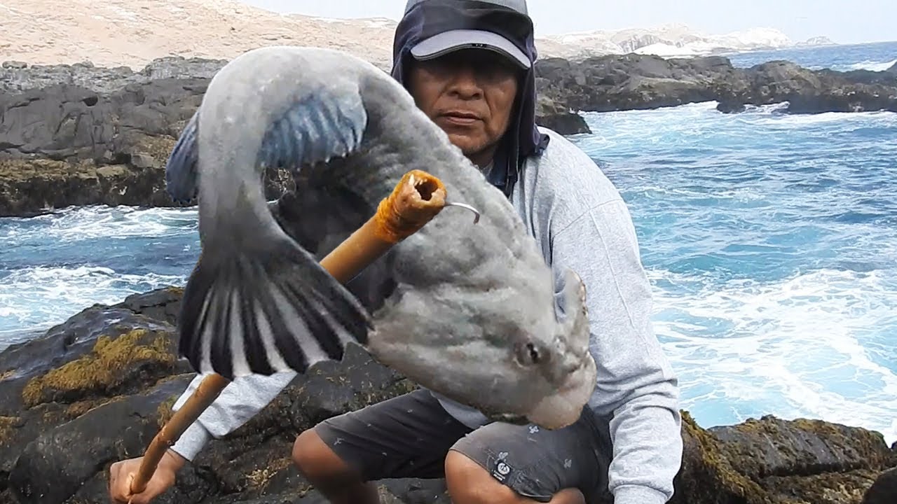 COMO SACAR los PEJESAPOS (PEZ SAPO) VIVEN PEGADOS en las ROCAS MARINAS GRACIAS a su PODEROSA VENTOSA