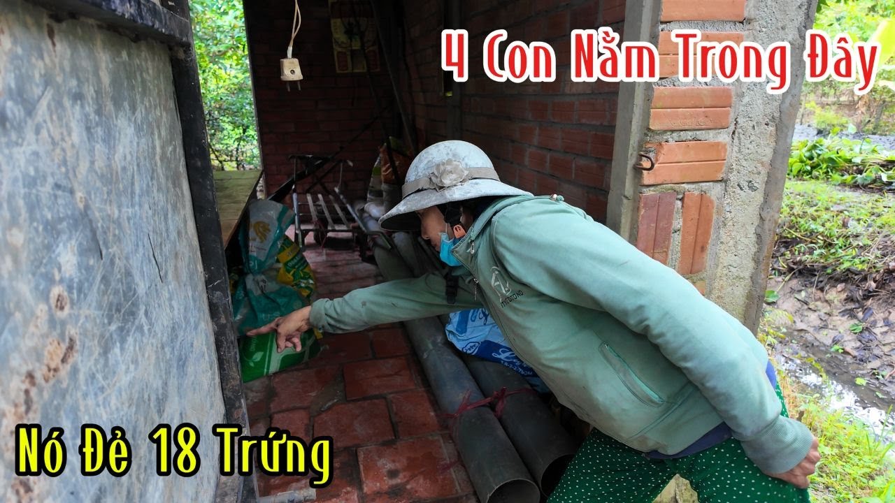Vĩnh Long : 4 Con Hổ Mang Lột 4 Cái Lớp Da Đẻ 1 Ổ Trứng Nở 18 Con Nằm Trong Chòi Cô Chủ Vườn | MTSB