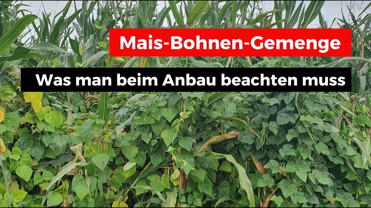 Mais-Bohnen-Gemenge - Anbau-Tipps