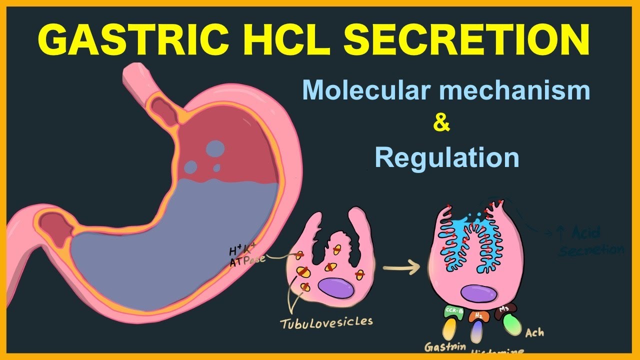 Секреция желудочной кислоты (HCL): механизм и регуляция