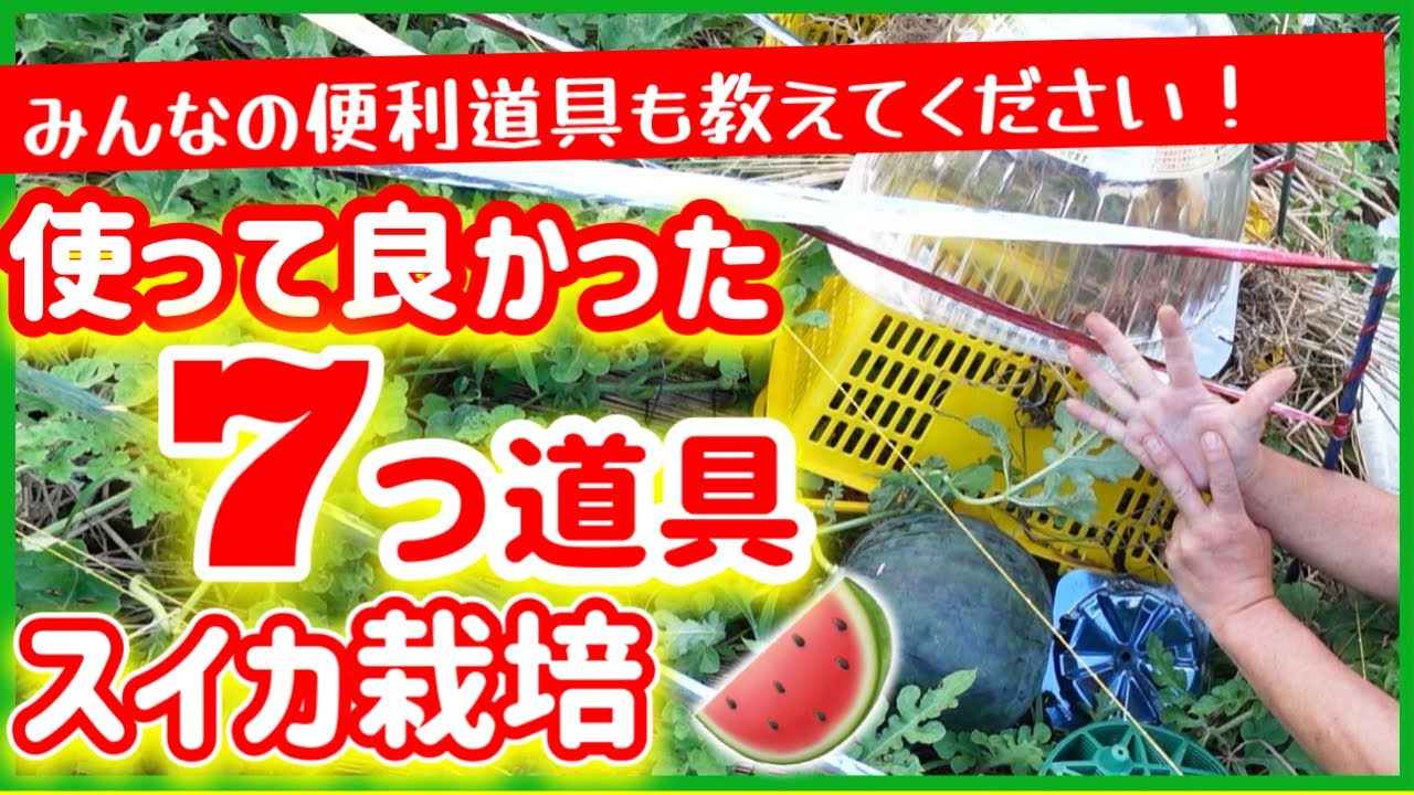 【スイカ栽培】使って良かった７つ道具！みんなのオススメ道具も教えてください！！　～みどりふぉLABO そばの庭～