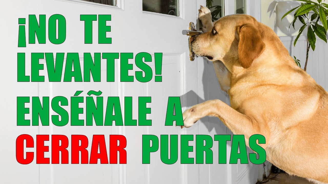 Cómo Enseñar a tu Perro a CERRAR PUERTAS