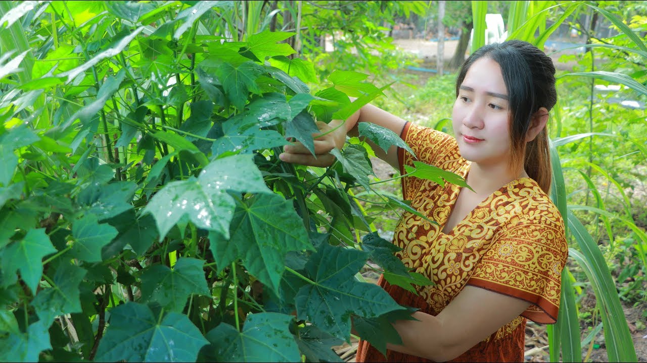 Yummy Chaya Stir Fry Recipe  - Pick Chaya For Cooking - Cooking With Sros
