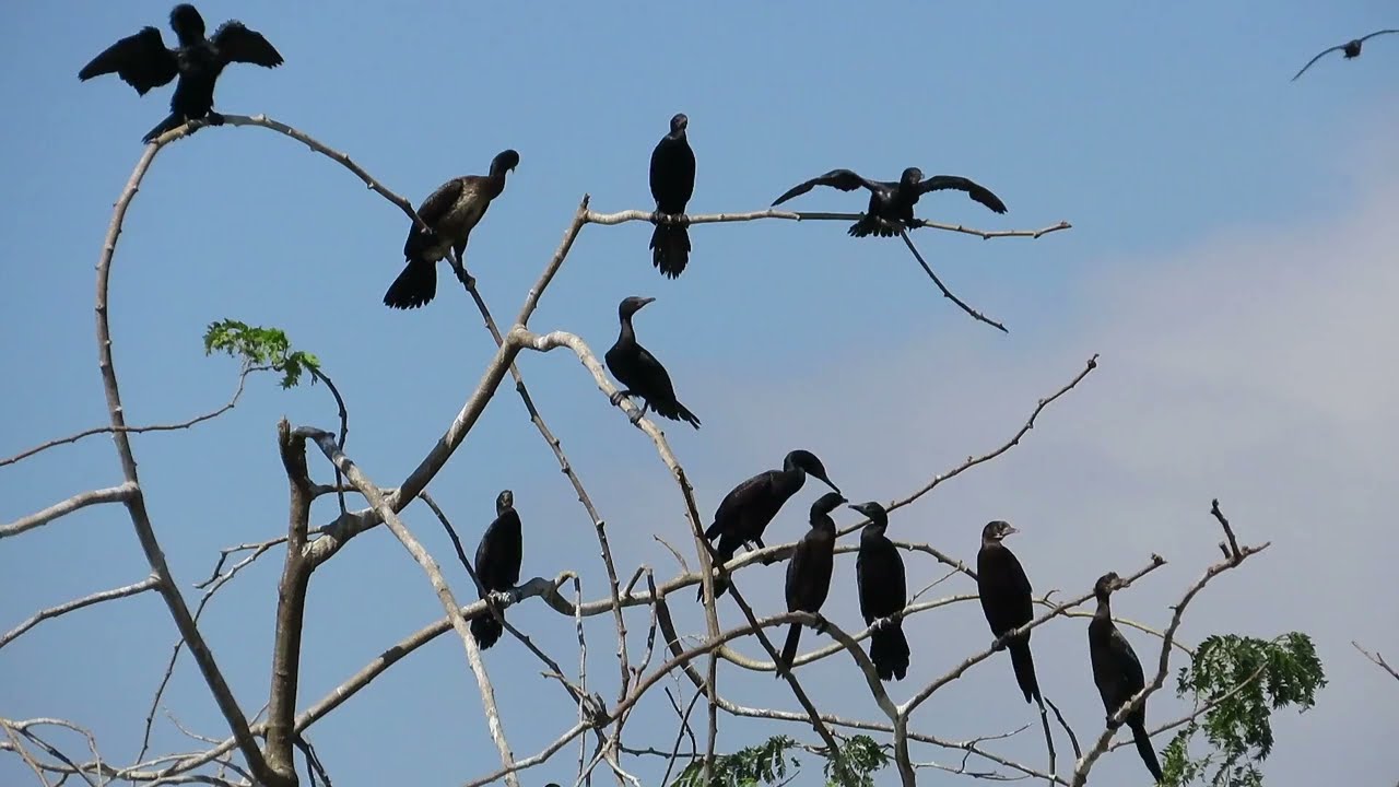 waterfowl family video#birds #wildlife 