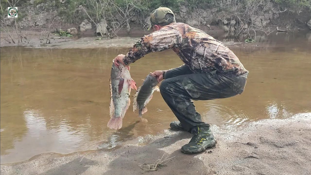 Sacando los Bagres y carpas gigantes en los charcos del rio para echarlos en mi estanque