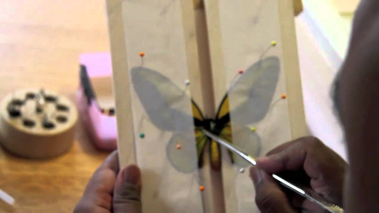 How To Pin a Butterfly.mov