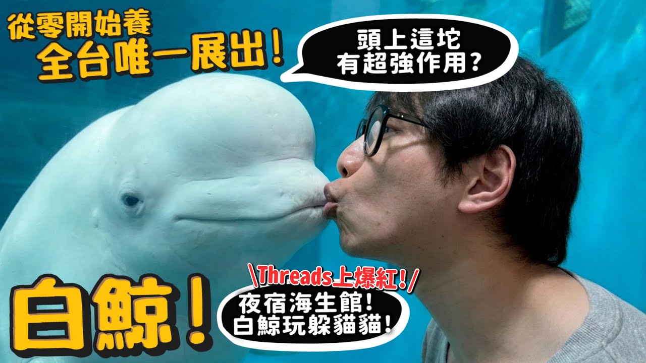 【從零開始養】白鯨!全台唯一展出!頭上這坨作用超強?夜宿海生館!白鯨玩躲貓貓?threads爆紅?【許伯簡芝】