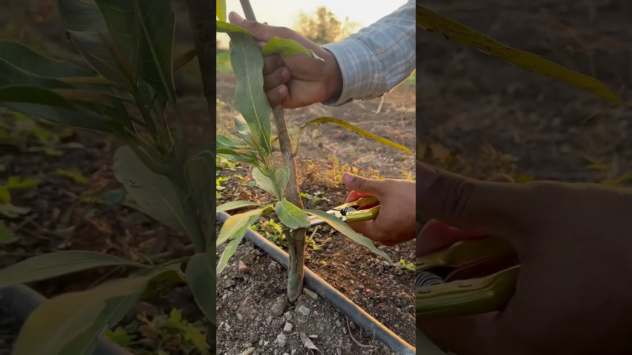 Big mistake in high density, Plantation #farming #mangogarden #mangofarm ￼