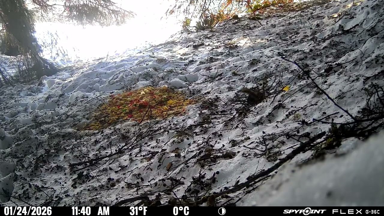 Southeast Alaska Wild Cam
