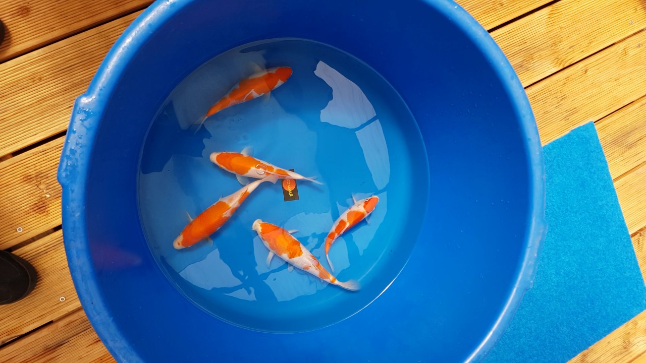 Kohaku 20cm- 25cm